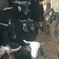 فروش بز غاله نر وماده