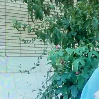 منزل اجاره ای اشکذرفیروزآبادشبانه روزی نفر شبی ۵۰۰|اجارهٔ خانه و ویلا|اشکذر, |دیوار