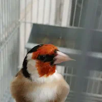 سهره گل قفل چهارگل