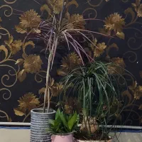 حراج گیاهان آپارتمانی|گل و گیاه طبیعی|تهران, امانیه|دیوار