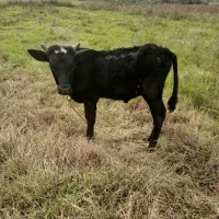 ورزا کوله|حیوانات مزرعه|سنگر, |دیوار