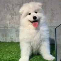 سامویید اوکراینی (مشاوره ی رایگان در تماس ها)