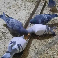 کبوتر طوقی سبز مگس شامی کرمانی کاغذی