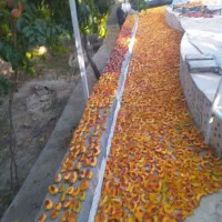 باغ فروشی|فروش خانه و ویلا|مشهد, کارمندان دوم|دیوار