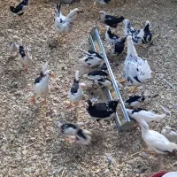 جوجه مرغ گلین (کاملا سالم و سرحال)|حیوانات مزرعه|قنوات, |دیوار