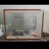 ماهی بخونید