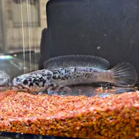 ماهی آکواریم چانا،فلاور،مانستر،پرت،پیکاک اروانا