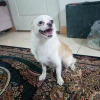 واگذاری رایگان فوری شیواوا اشپیتز