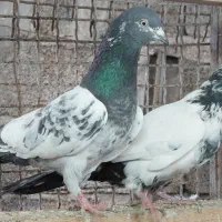 کبوتر. کلدمسبز|پرنده|قائمشهر, |دیوار