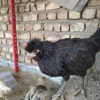جوجه. فریک|حیوانات مزرعه|ساوه, |دیوار