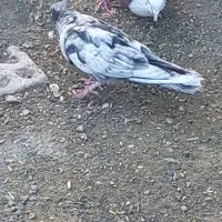 پرنده کله ای سور دومبی|پرنده|کهنوج, |دیوار