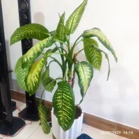 گل دیفن|گل و گیاه طبیعی|شیراز, شاپورجان|دیوار