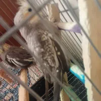 عروس هلندی|پرنده|نسیمشهر, |دیوار