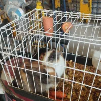 خرگوش خانگی|موش و خرگوش|ملایر, |دیوار