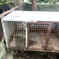 لونه و باکس حیوان