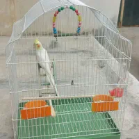 فروش عروس هلندی