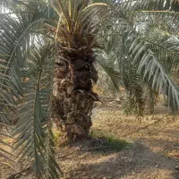 فروش درخت نخل|خدمات باغبانی و درختکاری|رودان, |دیوار