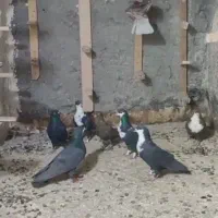 کفتر ریش یا کرباتی|پرنده|مشهد, امین آباد|دیوار