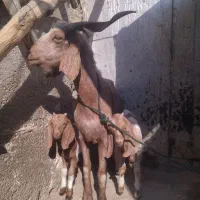 یک بز و دو کهره|حیوانات مزرعه|بندر دیر, |دیوار