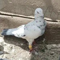 کبوتر از محمد شهر باخت زده هرکس گرفته مژدگانی