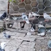 ۴۰ عدد کبوتر قاطی همه نمونه