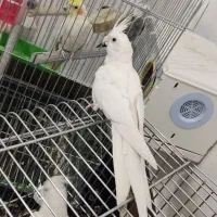 عروس هلندی البینو بالغ