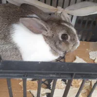 خرگوش خونگی