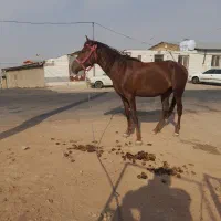 مادیان|اسب و تجهیزات اسب‌سواری|اراک, |دیوار