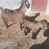 بزغاله|حیوانات مزرعه|کنگاور, |دیوار