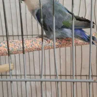 طوطی برزیلی ماده