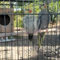 پرنده خانگی