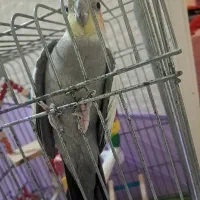 عروس هلندی یساله نر