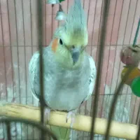 عروس هلندی ماده سرحال|پرنده|پاکدشت, پاکدشت (مامازند)|دیوار