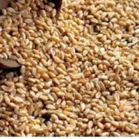 گندم دانه طلایی بذری و مصرفی