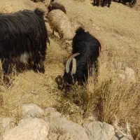 کهره شاخ انبری|حیوانات مزرعه|بروجن, |دیوار