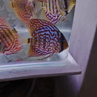 خرید و فروش ماهیان زینتی|ماهی|تبریز, |دیوار