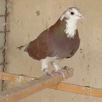 پرنده|پرنده|تهران, استخر|دیوار