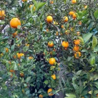 خریدار پرتقال و محصولات سر درختی شما کاملا منصفانه|خوردنی و آشامیدنی|آمل, |دیوار