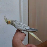 عروس هلندی