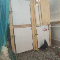 قفس چهار خوان با (تمامی وسایل)|لوازم جانبی حیوانات|سراوان, |دیوار