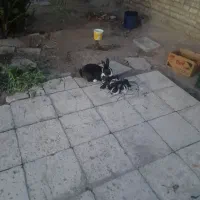 فروش خرگوش