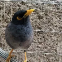 مینا سخنگو|پرنده|قم, علی آباد سعدگان|دیوار