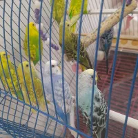 مرغ عشق|پرنده|سراب, |دیوار