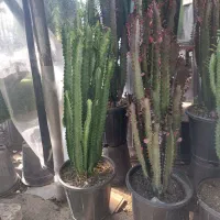 کاکتوس افوربیا