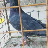 سه عدد کبوتر خوب|پرنده|ایوان, |دیوار