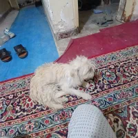 سگ ماده اماده شیتزو نژادروباهی|سگ|خرمشهر, |دیوار
