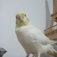 عروس هلندی لوتینو (ماده)