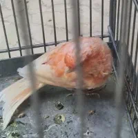 قناری رد فکتور