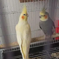 یک جفت عروس هلندی نروماده