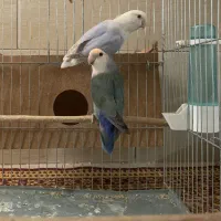 جفت کوتوله برزیلی